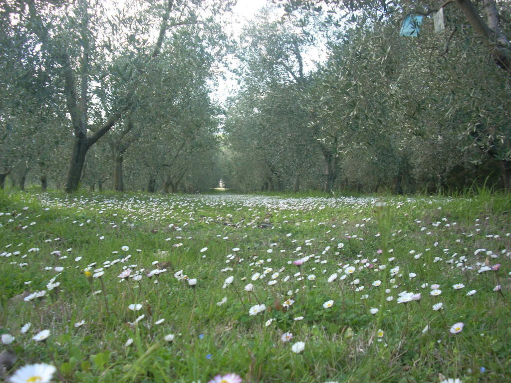 Residence Ai Campi Da Golf Saturnia Exterior foto